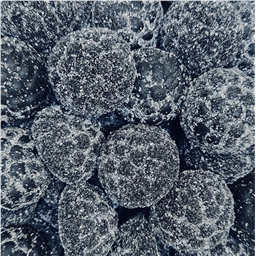 Ежевика Лакричная, 100гр