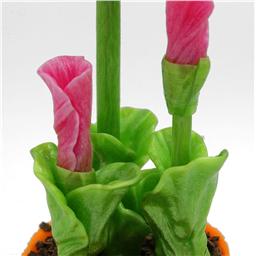 Карамель Герберы в горшке, Гигант, 1 шт, 450gr