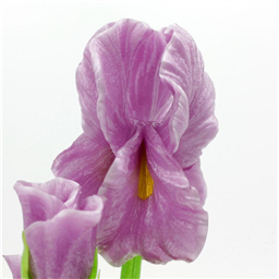 Карамель Ирис в горшке, Гигант, 1 шт, 450gr